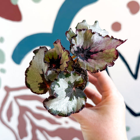Begonia rex 'Spirit Of Kwale' - Sprouts of Bristol