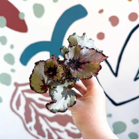 Begonia rex 'Spirit Of Kwale' - Sprouts of Bristol