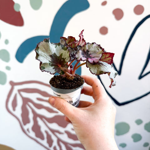 Begonia rex 'Spirit Of Kwale' - Sprouts of Bristol