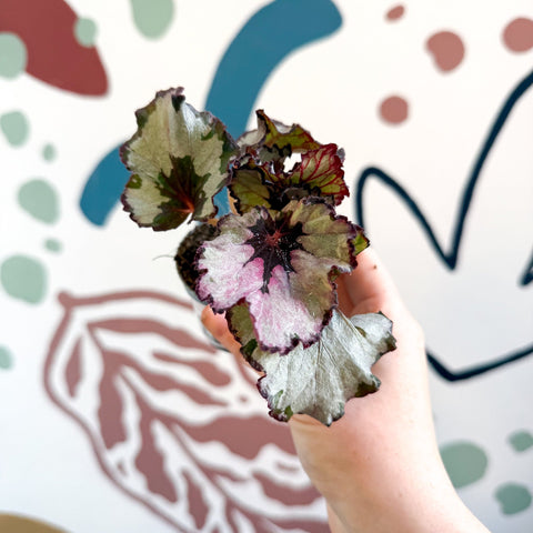 Begonia rex 'Spirit Of Kwale' - Sprouts of Bristol