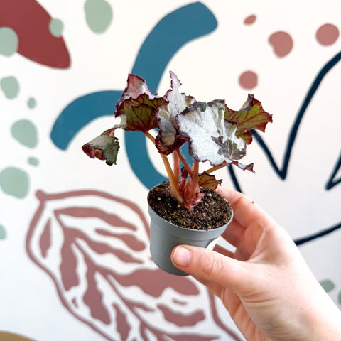 Begonia rex 'Spirit Of Kwale' - Sprouts of Bristol