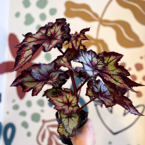 Begonia rex 'Stellar Storm' - Welsh Grown - Sprouts of Bristol