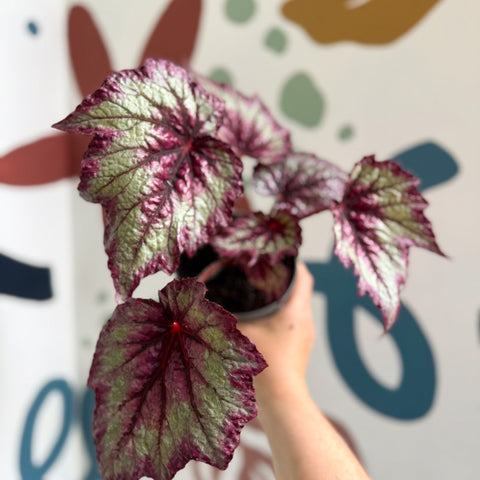 Begonia rex 'Wicked' - Welsh Grown - Sprouts of Bristol