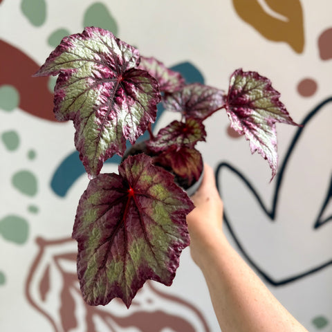 Begonia rex 'Wicked' - Welsh Grown - Sprouts of Bristol