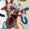 Begonia rex 'Wicked' - Welsh Grown - Sprouts of Bristol