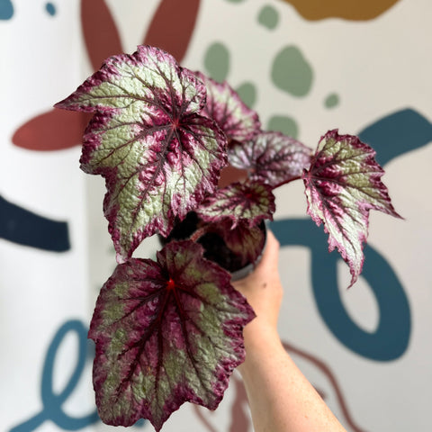 Begonia rex 'Wicked' - Welsh Grown - Sprouts of Bristol