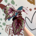 Begonia rex 'Wicked' - Welsh Grown - Sprouts of Bristol