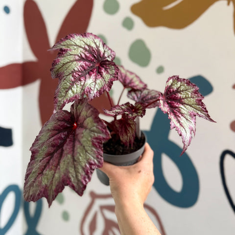 Begonia rex 'Wicked' - Welsh Grown - Sprouts of Bristol
