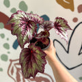 Begonia rex 'Wicked' - Welsh Grown - Sprouts of Bristol