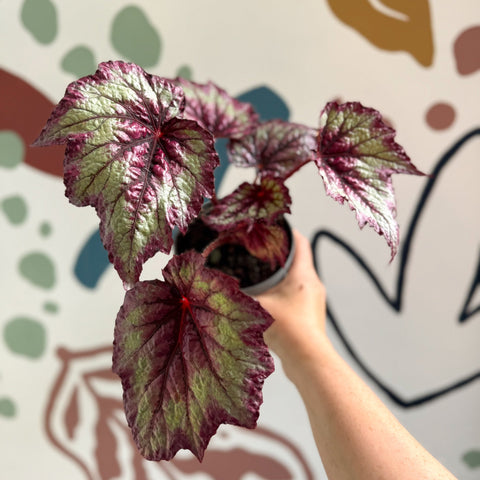 Begonia rex 'Wicked' - Welsh Grown - Sprouts of Bristol