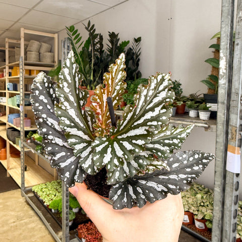 Begonia ‘Ruby’ – Angel Wing Begonia - Sprouts of Bristol