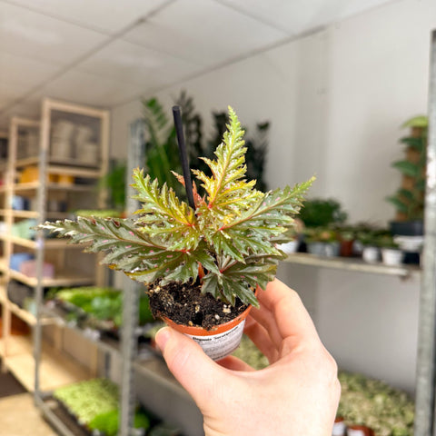 Begonia ‘Seratipetala’ – Angel Wing Begonia - Sprouts of Bristol