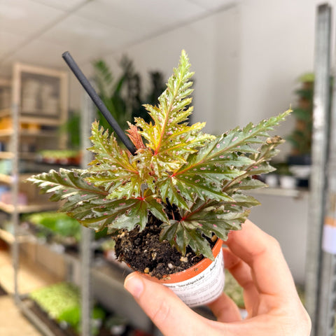 Begonia ‘Seratipetala’ – Angel Wing Begonia - Sprouts of Bristol