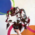 Begonia serratipetala - Welsh Grown - Sprouts of Bristol