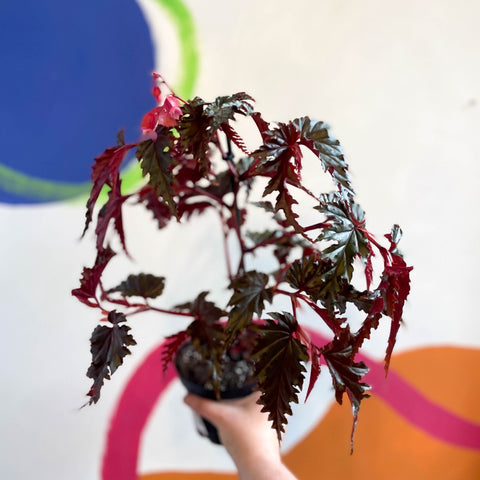 Begonia serratipetala - Welsh Grown - Sprouts of Bristol