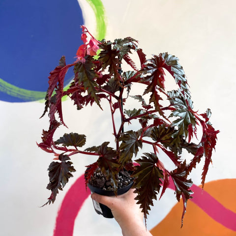 Begonia serratipetala - Welsh Grown - Sprouts of Bristol