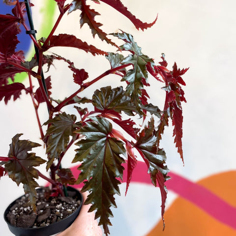 Begonia serratipetala - Welsh Grown - Sprouts of Bristol