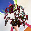 Begonia serratipetala - Welsh Grown - Sprouts of Bristol