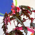 Begonia serratipetala - Welsh Grown - Sprouts of Bristol