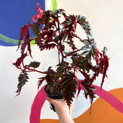 Begonia serratipetala - Welsh Grown - Sprouts of Bristol