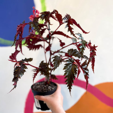 Begonia serratipetala - Welsh Grown - Sprouts of Bristol