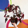 Begonia serratipetala - Welsh Grown - Sprouts of Bristol