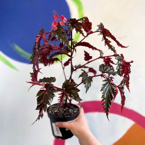 Begonia serratipetala - Welsh Grown - Sprouts of Bristol