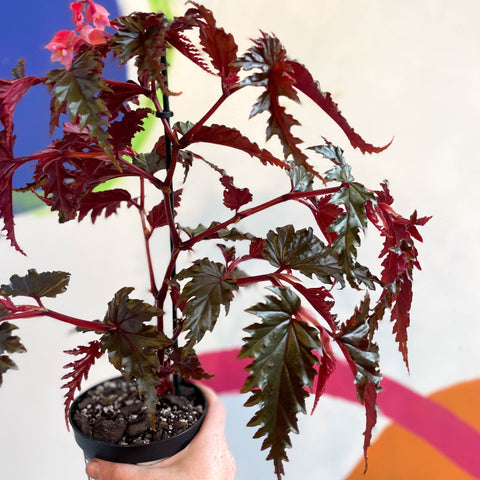 Begonia serratipetala - Welsh Grown - Sprouts of Bristol