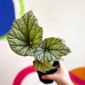 Begonia 'Silver Cloud' - Welsh Grown - Sprouts of Bristol