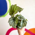 Begonia 'Silver Cloud' - Welsh Grown - Sprouts of Bristol