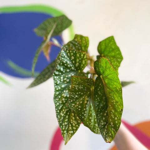 Begonia 'Snowcap' - Welsh Grown - Sprouts of Bristol