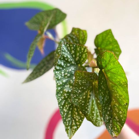 Begonia 'Snowcap' - Welsh Grown - Sprouts of Bristol