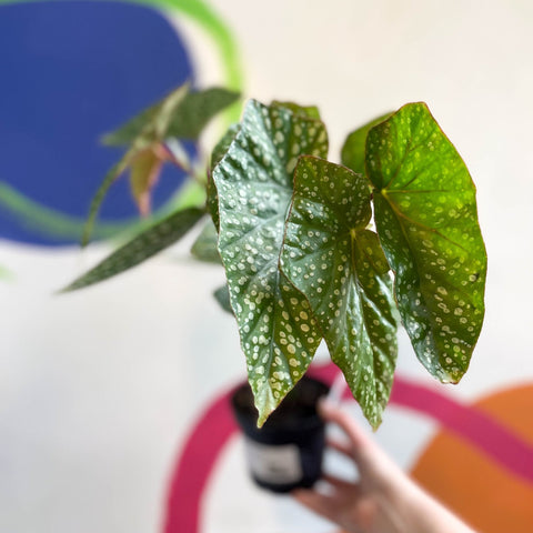 Begonia 'Snowcap' - Welsh Grown - Sprouts of Bristol