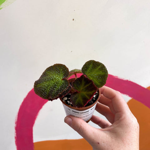 Begonia solimutata - Welsh Grown - Sprouts of Bristol