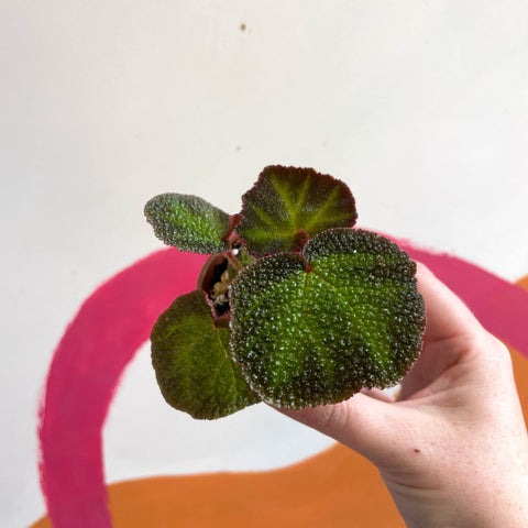 Begonia solimutata - Welsh Grown - Sprouts of Bristol