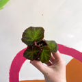 Begonia solimutata - Welsh Grown - Sprouts of Bristol