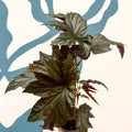 Begonia ‘Sophie Cecile’ - Welsh Grown - Sprouts of Bristol