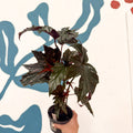 Begonia ‘Sophie Cecile’ - Welsh Grown - Sprouts of Bristol
