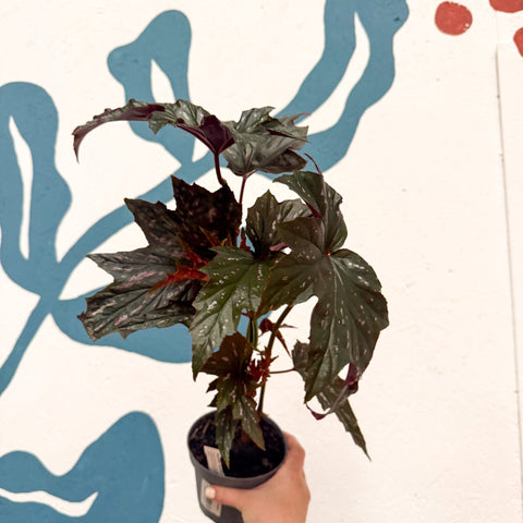 Begonia ‘Sophie Cecile’ - Welsh Grown - Sprouts of Bristol