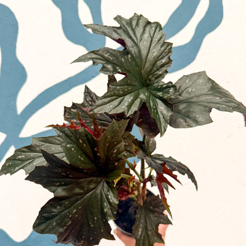 Begonia ‘Sophie Cecile’ - Welsh Grown - Sprouts of Bristol