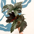 Begonia ‘Sophie Cecile’ - Welsh Grown - Sprouts of Bristol