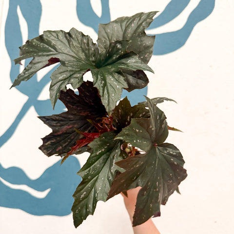 Begonia ‘Sophie Cecile’ - Welsh Grown - Sprouts of Bristol