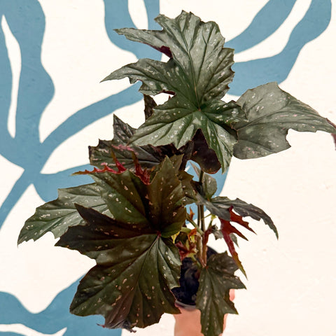 Begonia ‘Sophie Cecile’ - Welsh Grown - Sprouts of Bristol