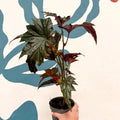Begonia ‘Sophie Cecile’ - Welsh Grown - Sprouts of Bristol
