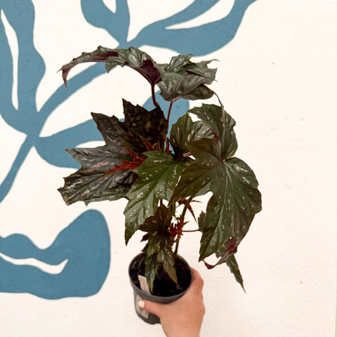 Begonia ‘Sophie Cecile’ - Welsh Grown - Sprouts of Bristol
