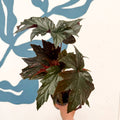 Begonia ‘Sophie Cecile’ - Welsh Grown - Sprouts of Bristol