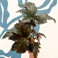 Begonia ‘Sophie Cecile’ - Welsh Grown - Sprouts of Bristol