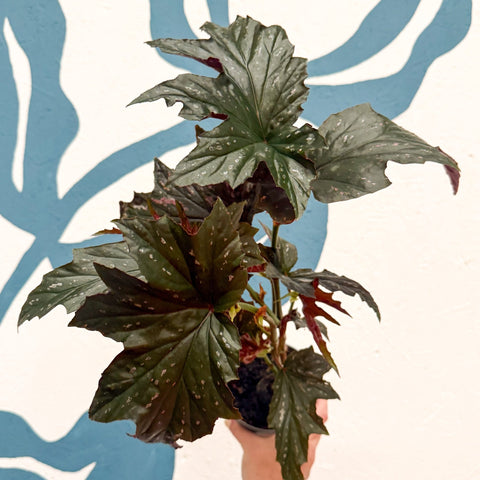 Begonia ‘Sophie Cecile’ - Welsh Grown - Sprouts of Bristol