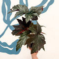 Begonia ‘Sophie Cecile’ - Welsh Grown - Sprouts of Bristol