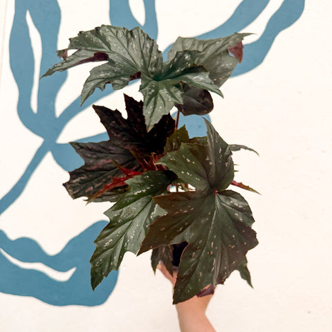 Begonia ‘Sophie Cecile’ - Welsh Grown - Sprouts of Bristol